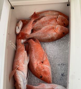 Red Snapper wins today