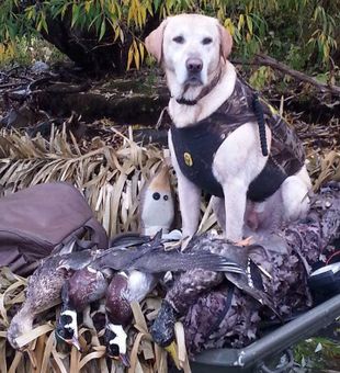 NY Duck Season in Full Flight