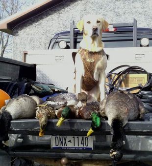 Early Morning Hunt in NY