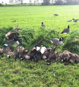Cold Mornings, Full Limits 🦆