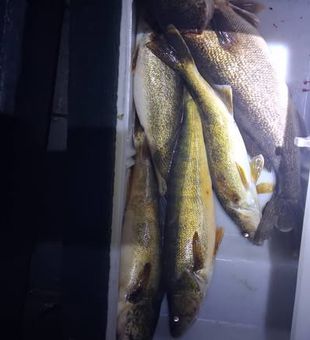 Walleye Haul 2026 Season