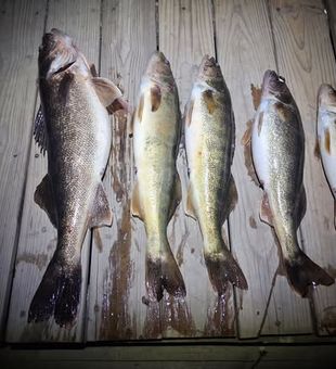 Walleye Season 2026