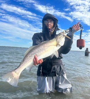 Spotted Sea trout Break the Surface