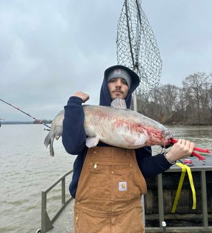 Local Catfish usual size, BIG!