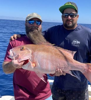 Impressive queen snapper! 👑