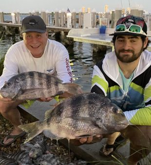 Sheepshead Delight! - West Palm Beach,  FL.