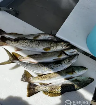 Speckled Trout Bonanza