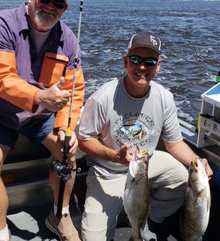 GATOR TROUT