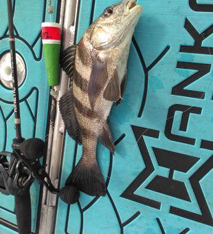 poppin cork Black Drum in the shallows