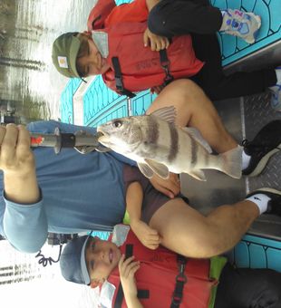 Jacksonville black drum making the trip worthwhile!