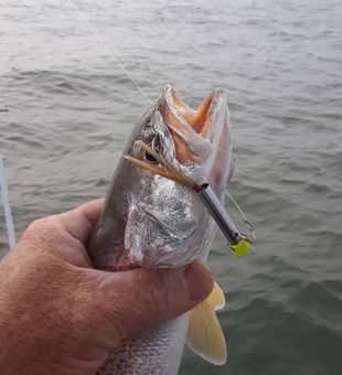 Another successful catch on the Jacksonville waters!