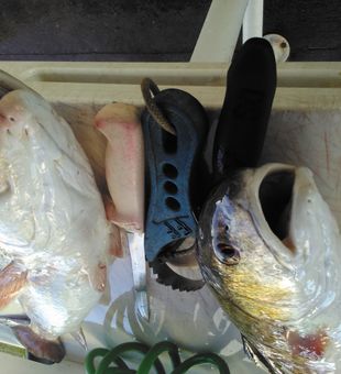 Another successful Jacksonville redfish charter in the books!