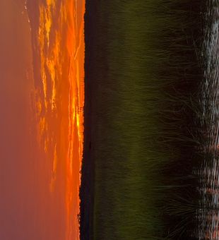 Golden hour fishing opportunities in Jacksonville waters.