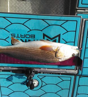 top water Redfish