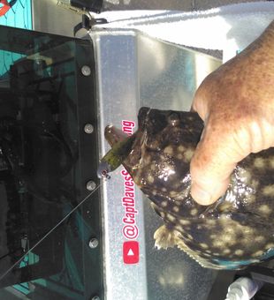 Fresh Jacksonville Southern Flounder ready for the cooler!