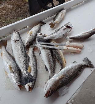 day one....freezin cold. But, gottem