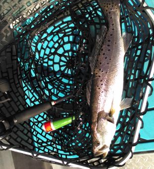 poppin cork 17'' Mill Cove Trout