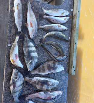 Solid mixed bag of Brunswick redfish, black drum, and speckled trout!