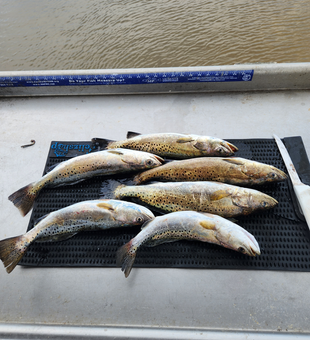 Spotted Weakfish blasted today using deep sea jigging techniques!