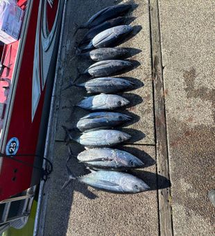 Anglers Targeting Tuna Coos Bay