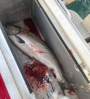 1st Salmon Delight - Myrtle Creek, OR.