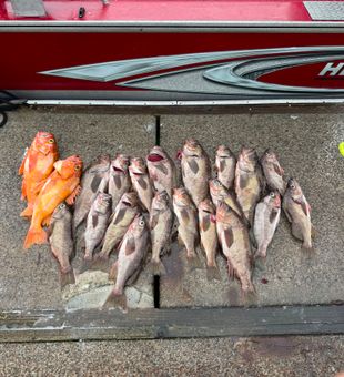 Vermilion rockfish haul from Myrtle Creek OR waters!