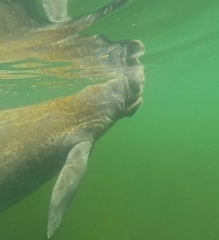 Meet Florida’s gentle giants in the clear waters of Crystal River, where every manatee encounter makes for a memorable day on the water.