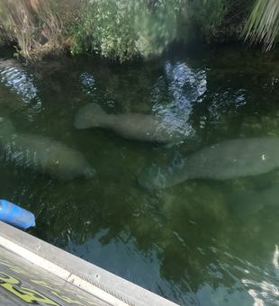 Dive into the natural beauty of Crystal River and enjoy a closer look at the peaceful manatees that call these waters home.