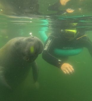 Exciting underwater interaction with a friendly Crystal River manatee