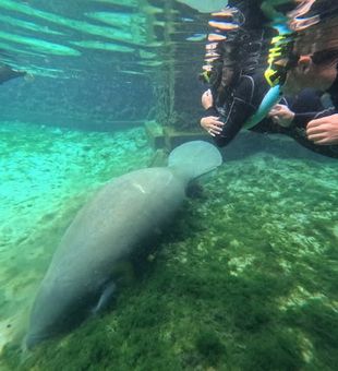 Grazing Time! - Crystal River, FL.