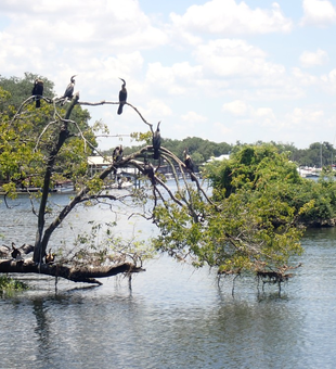 Explore nature with Crystal River boat tours