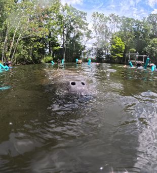 Exciting surface moment with a playful Crystal River manatee
