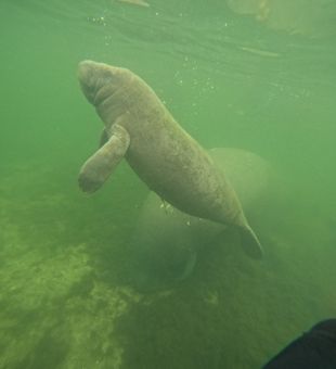 Beauty under Crystal River, FL.