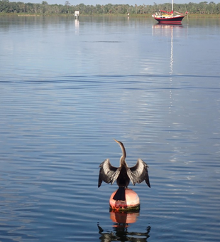 Crystal River: scenic boat tours