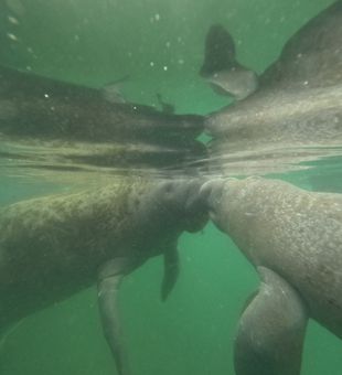 Bumping their faces - Crystal River, FL.