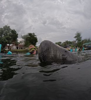 Up-close encounter with a curious Crystal River manatee