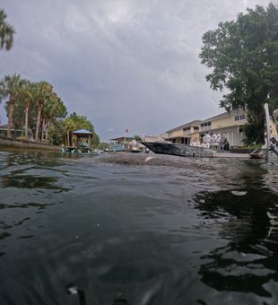 Exciting encounter with a gentle manatee in Crystal River waters