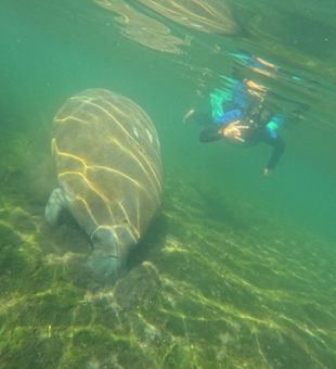 Manatee Grazing - Crystal River, FL.