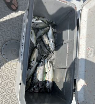Loaded cooler of Spanish Mackerel!