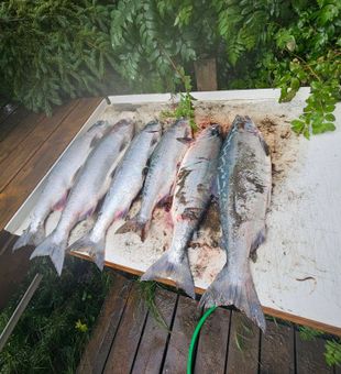 Clean Kenai River sockeye salmon lineup