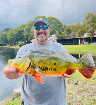 New honey hole for peacock bass!