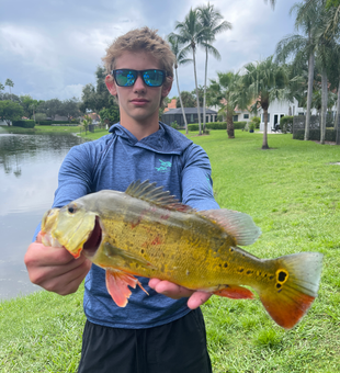 Nice peacock bass on light tackle! Great day on the water.