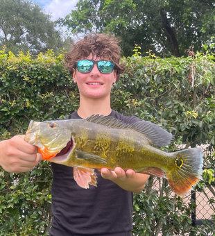Nice peacock bass on light tackle today!