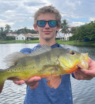 Nice Peacock Bass on light tackle! Great action today.