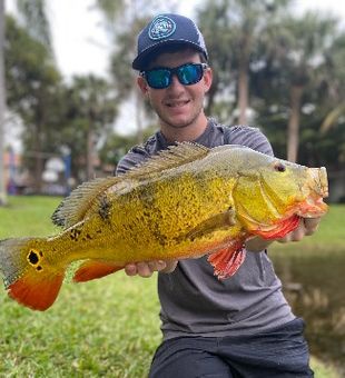 Jake's Shoreline Peacock Bass Fishing