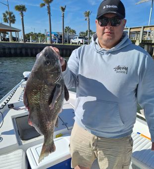 Chunky Black Drum catch