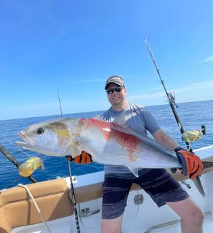 Yellowtail Amberjack fish from North Carolina