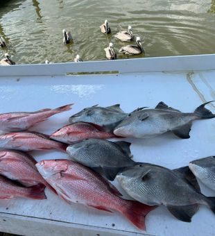 Red Snapper fishing Orange Beach AL