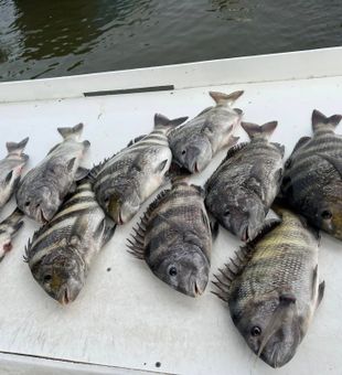 Impressive Sheepshead catch in Homosassa!