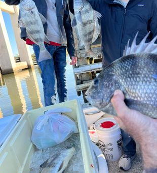 Icy Sheepshead success in Homosassa!